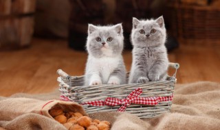 新手如何饲养布偶猫 新手饲养布偶猫的方法