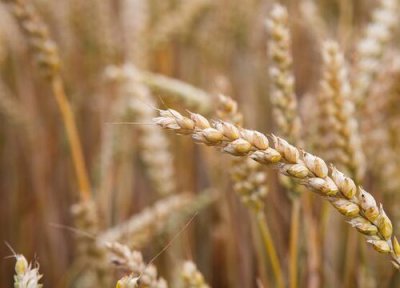 麦子成熟时间 麦子什么时候成熟