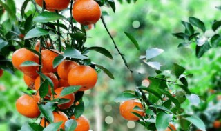 沙糖桔怎么养才长得好 沙糖桔如何养才长得好