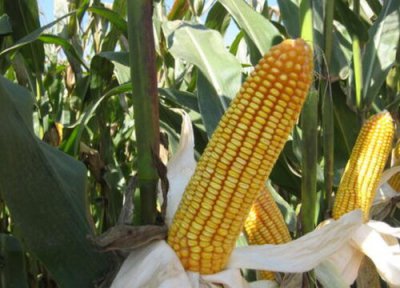 2023年元旦前后玉米价格预测 玉米最新行情与走势