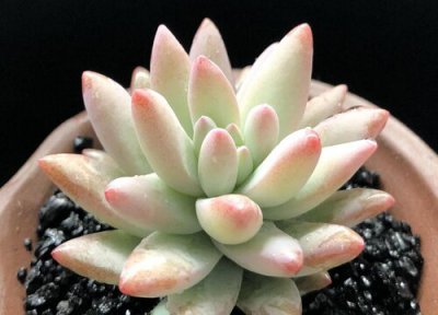 家里养多肉 多肉好养吗