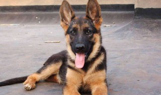 德牧可以养在城市吗 德牧可不可以养在城市里