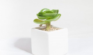 床头靠墙可以放什么植物 床头靠墙可以放的植物