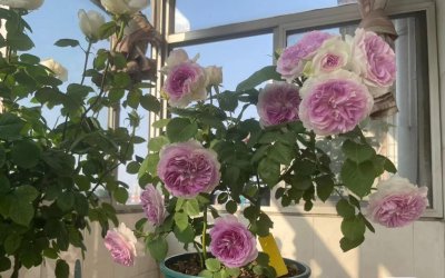 蓝月石月季有什么特点和优点 月季蓝月石值得入手吗