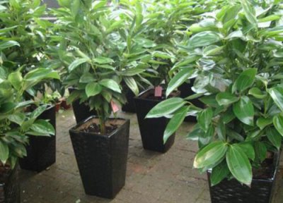 平安树冬天怎么养 养殖方法