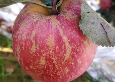 云南昭通苹果几月成熟上市 昭通丑苹果什么季节成熟