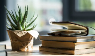 卧室里面放什么植物好 卧室里面放哪些植物好