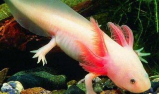 六角龙鱼是两栖动物吗 六角龙鱼是不是两栖动物