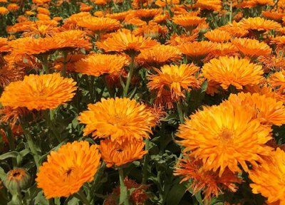 金盏菊什么时候开花 花期是几月