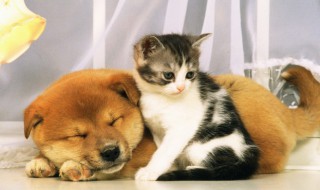 如何分辨猫条的好坏 分辨猫条品质好坏的方法介绍