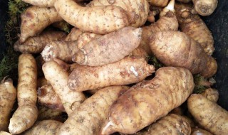 新鲜天麻怎么保存方法 新鲜天麻的保存方法介绍