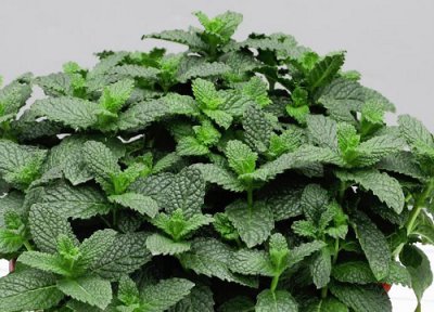 罗勒能水培吗 罗勒可以水培吗