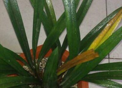 墨兰叶子发黄是什么原因 墨兰叶变黄干枯是什么问题