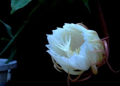 家里养昙花禁忌讲究 适合在家里养吗