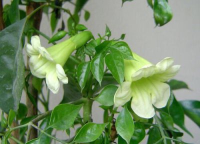 绿宝树开花吗 开花是什么样的 图片