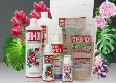 石斛兰长新芽怎么办? 石斛兰施什么肥小芽蹿不停