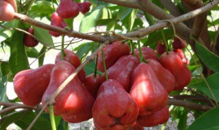 莲雾家庭盆栽种植方法 莲雾怎么种植好