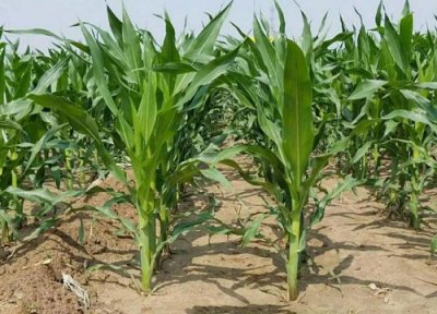 玉米用掺混肥好还是用复合肥好 种植玉米用什么复合肥好