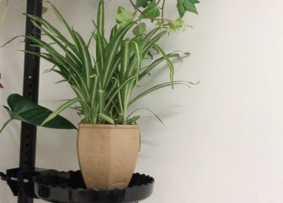 吊兰怎样过冬天 立冬后怎么养吊兰安稳过冬