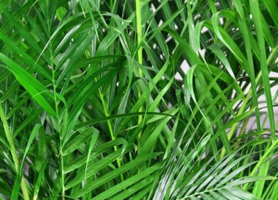 散尾葵施肥用什么肥料长得快 用尿素和复合肥长得好