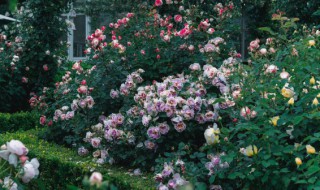 自己在家月季种植方法 月季如何种植