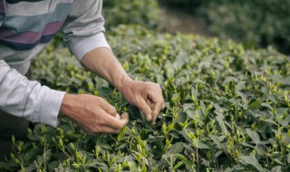 如何快速简单插活茶叶花 快速简单插活茶叶花的方法