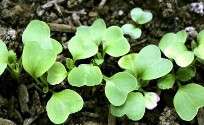 萝卜什么时候种植最好 头伏萝卜二伏菜还得看温度