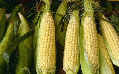 大象喜欢吃什么食物 植食动物大象主要的食物是各种草