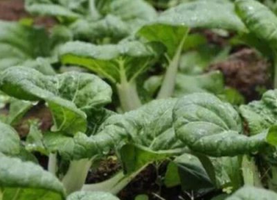 四月适合种什么蔬菜 四月份适合栽种什么蔬菜