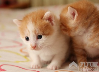 铲屎官养猫攻略 猫咪常见病症及简单治疗方法全解