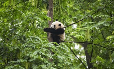 大熊猫的天敌是谁 为什么大熊猫没有天敌数量却很少