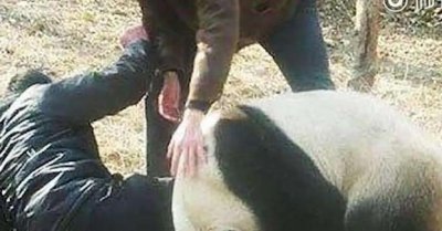 熊猫这么弱为什么没有灭绝 熊猫没灭绝的原因