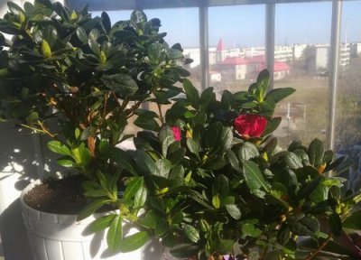 杜鹃开过花后如何修剪 杜鹃花开败后如何修剪枝头满是芽