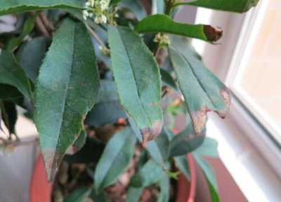 桂花不长叶子怎么办 桂花不长叶子是怎么回事