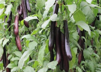 夏季高温对蔬菜生长的影响 蔬菜高温生产的防御措施