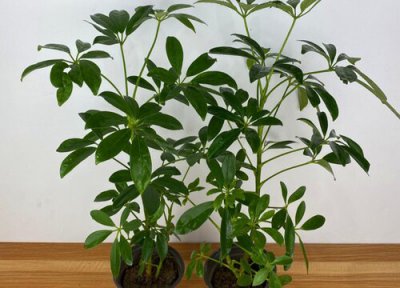 柴树是什么树 属于常绿灌木植物