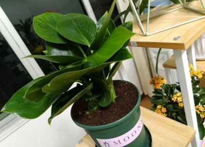 金钻怎么换土换盆 金钻换土换盆作用与要求