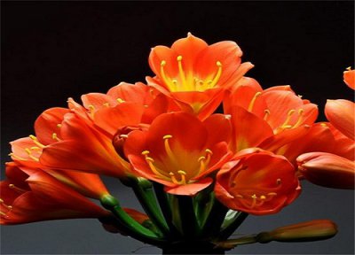 家里养君子兰 君子兰好养吗