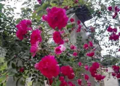 红木香爬藤月季耐寒吗 爬藤月季耐寒多少度