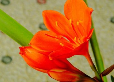 紫根兰什么时候开花 一年能开几次