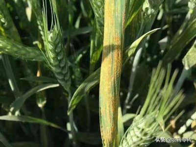 小麦条锈病的最佳防治方法 小麦条锈病危害及病症图片