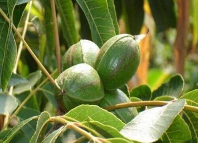 碧根果产地在什么地方 是哪里出产的