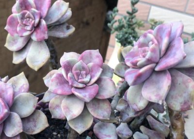 多肉浇什么水营养高 用什么水养护多肉长得肥还特壮