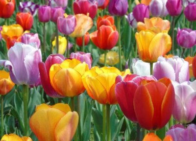 郁金香象征意义 郁金香代表什么象征意义