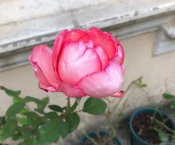 新娘月季优点 新娘月季的优缺点