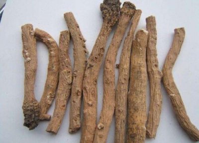 2023年种板蓝根前景怎样 板蓝根市场价格预测分析