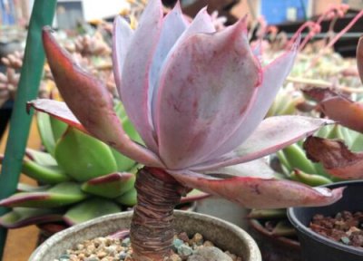 多肉晚霞叶子变软怎么了 晚霞老叶片粉状颗粒掉了怎么回事