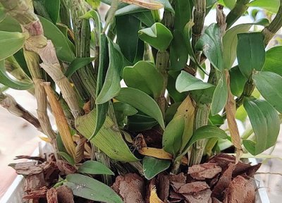 石斛枯萎如何养护 石斛兰干枯了怎么办