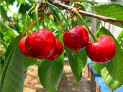 樱桃树冬季剪枝方法 红灯大樱桃修剪管理方法