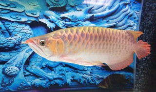 龙鱼不吃食有什么绝招 龙鱼不吃食怎么办